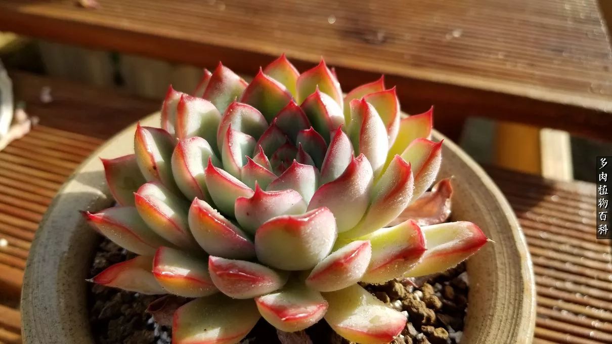 多肉如何养才不损耗杆子的养分,夏季带盆土的多肉要修根吗