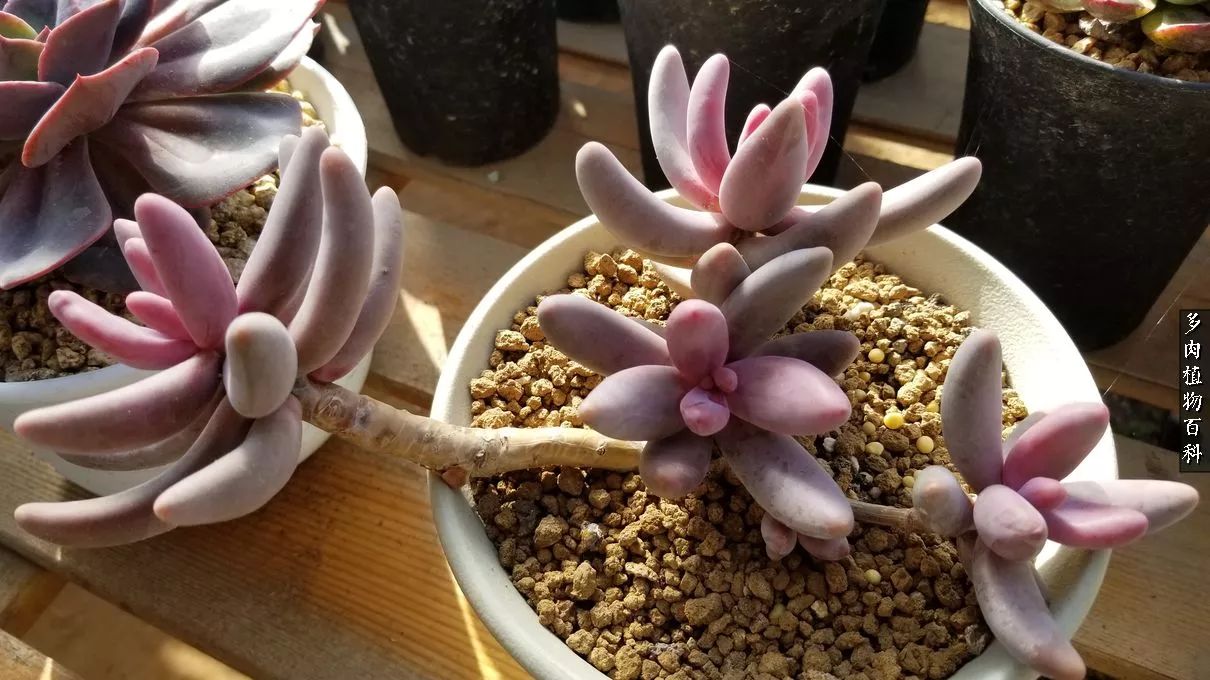 多肉如何养才不损耗杆子的养分,夏季带盆土的多肉要修根吗