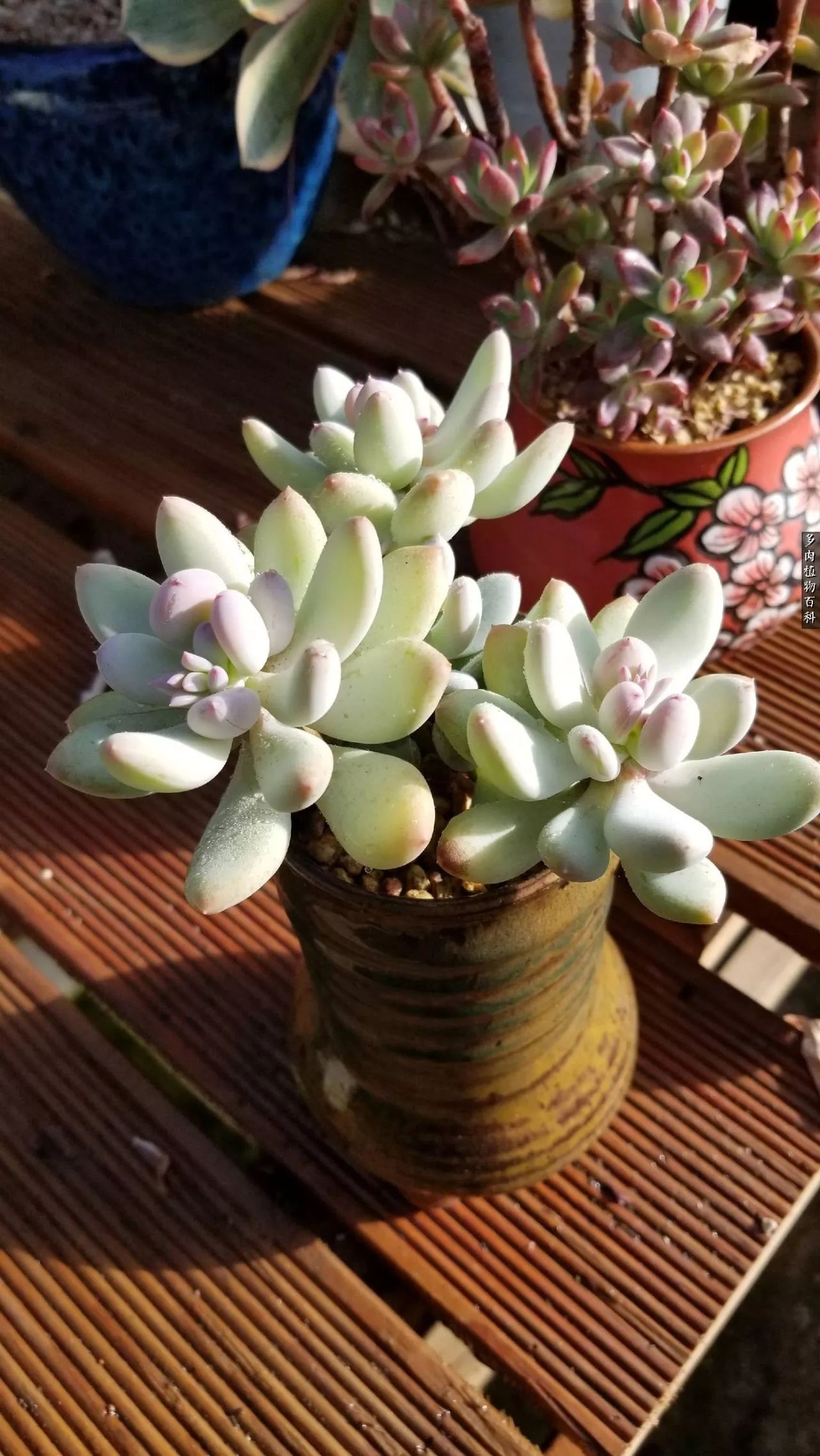 多肉如何养才不损耗杆子的养分,夏季带盆土的多肉要修根吗