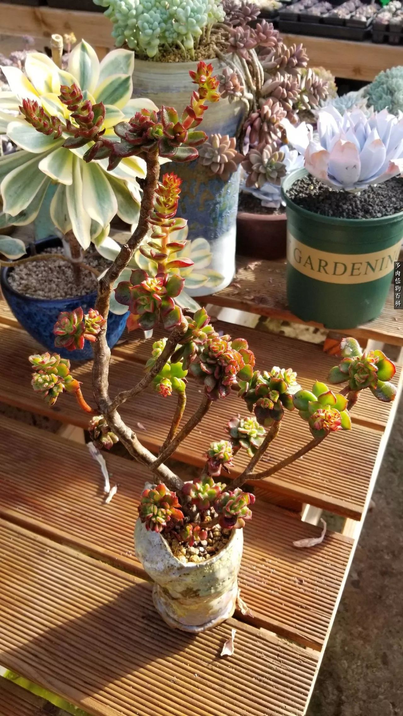 多肉如何养才不损耗杆子的养分,夏季带盆土的多肉要修根吗