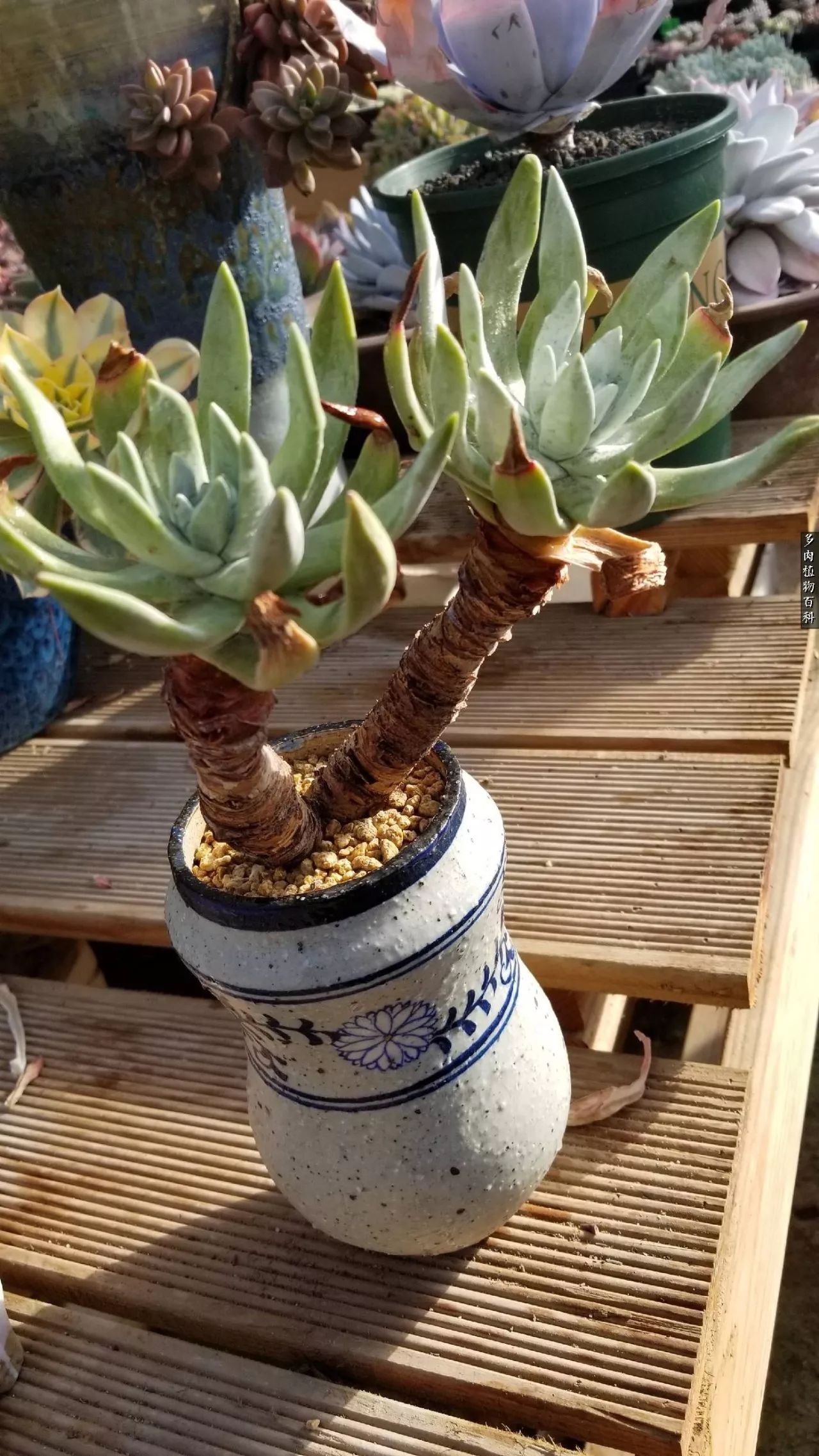 多肉如何养才不损耗杆子的养分,夏季带盆土的多肉要修根吗