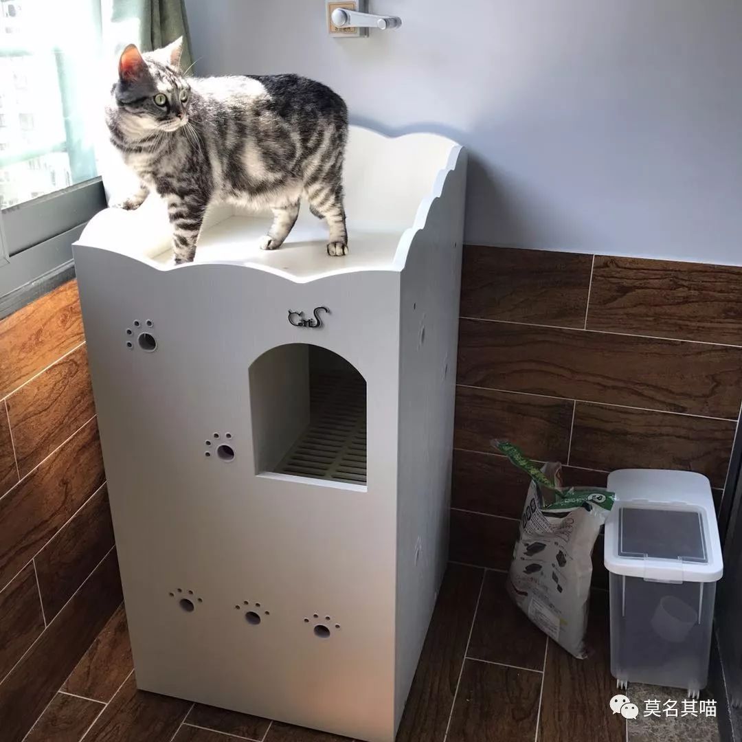 某宝某猫购物评价,某宝买猫100一只是真的吗