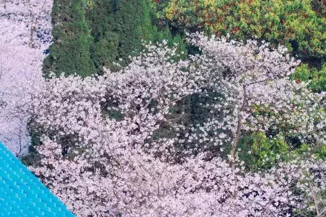 第一次去武汉8条建议,第一次到武汉的建议