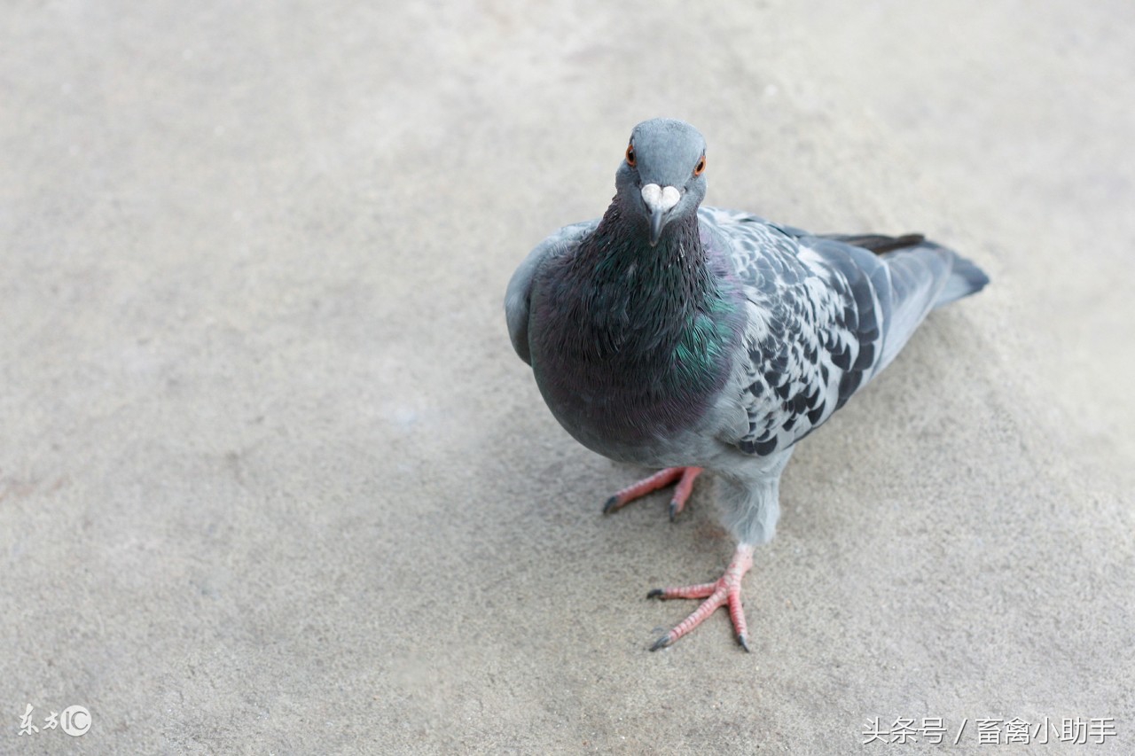 鸽子飞不出好成绩是什么原因,为什么鸽子飞出好成绩