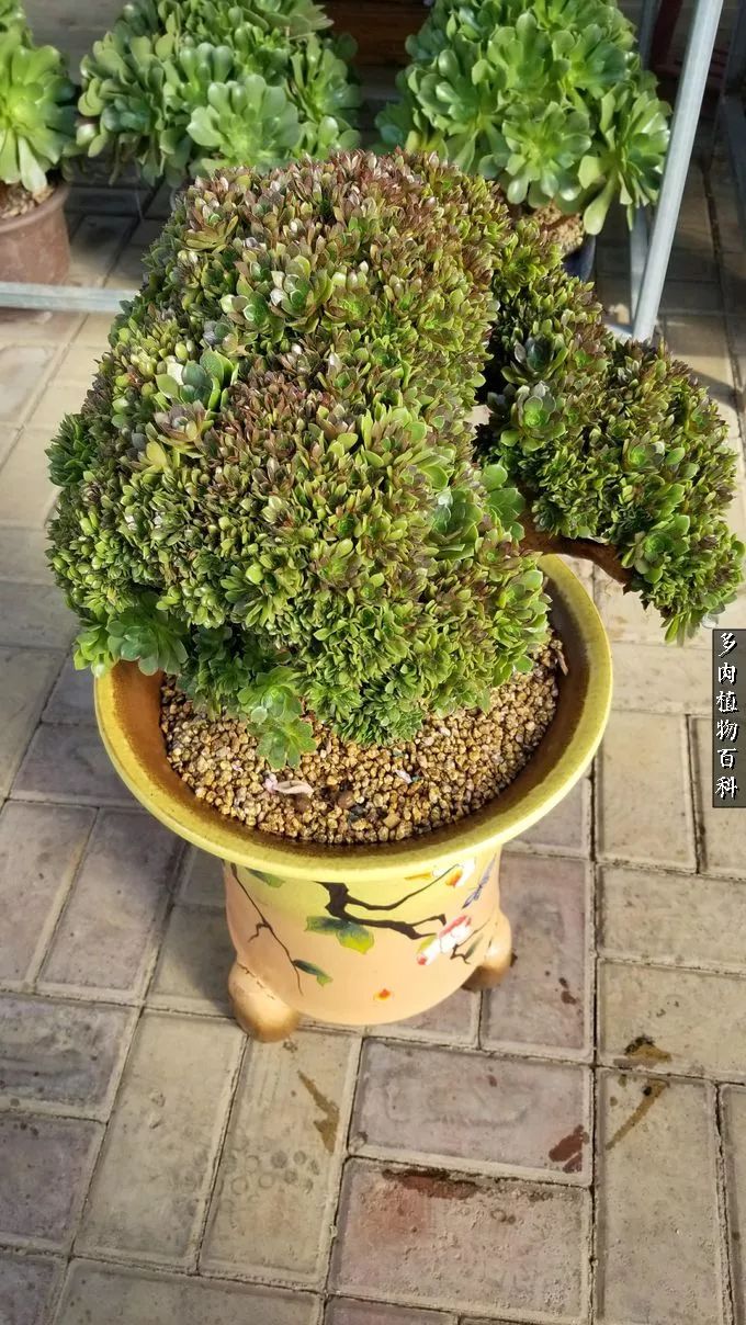 多肉如何养才不损耗杆子的养分,夏季带盆土的多肉要修根吗