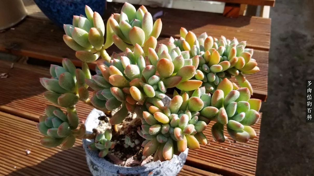 多肉如何养才不损耗杆子的养分,夏季带盆土的多肉要修根吗