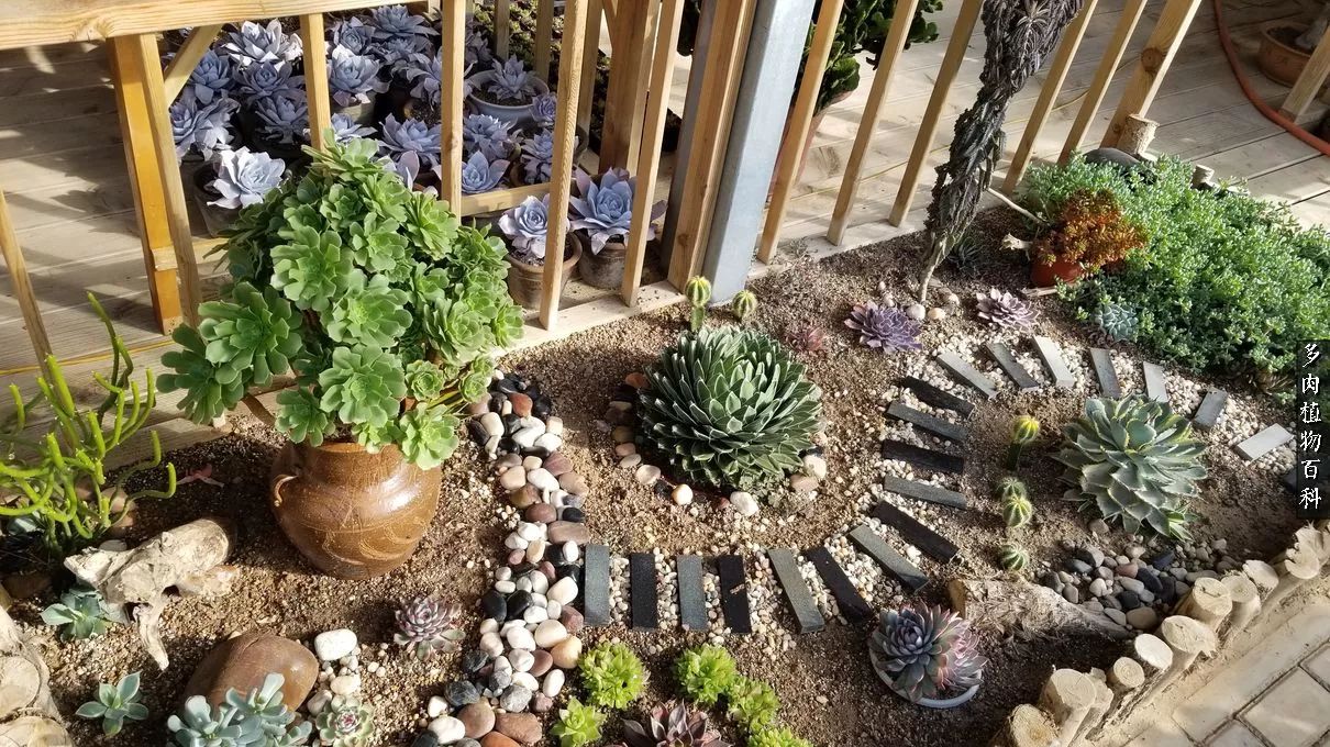 多肉如何养才不损耗杆子的养分,夏季带盆土的多肉要修根吗