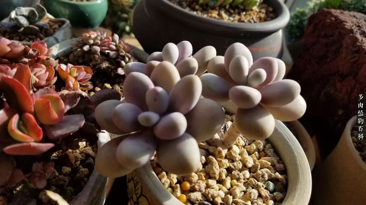 多肉如何养才不损耗杆子的养分,夏季带盆土的多肉要修根吗