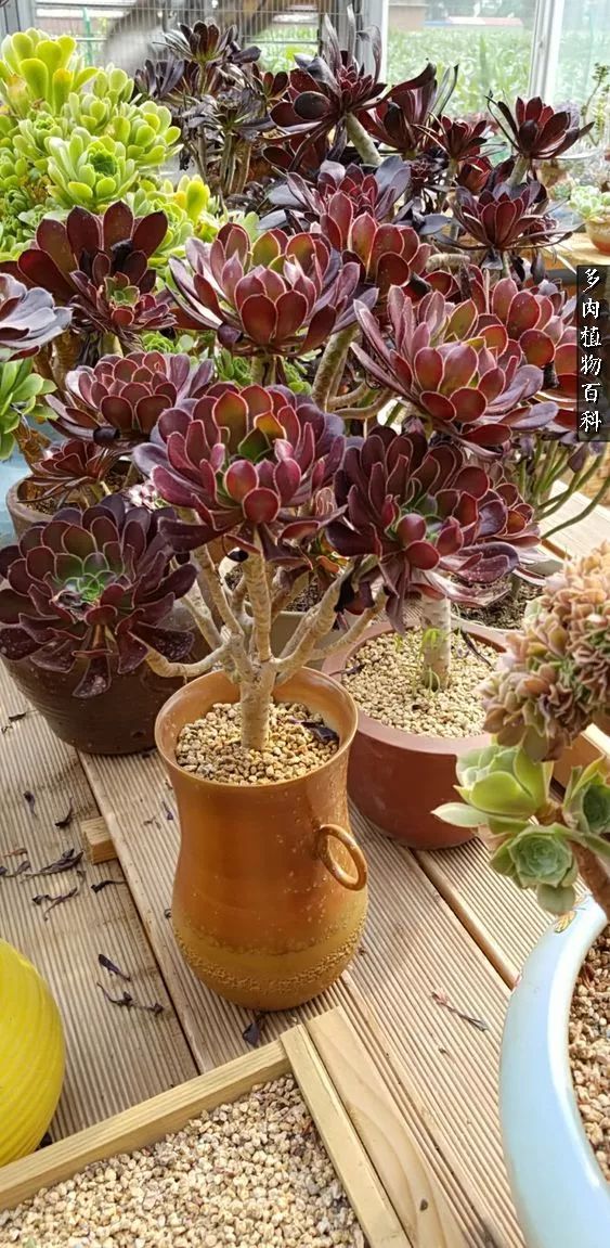 多肉如何养才不损耗杆子的养分,夏季带盆土的多肉要修根吗