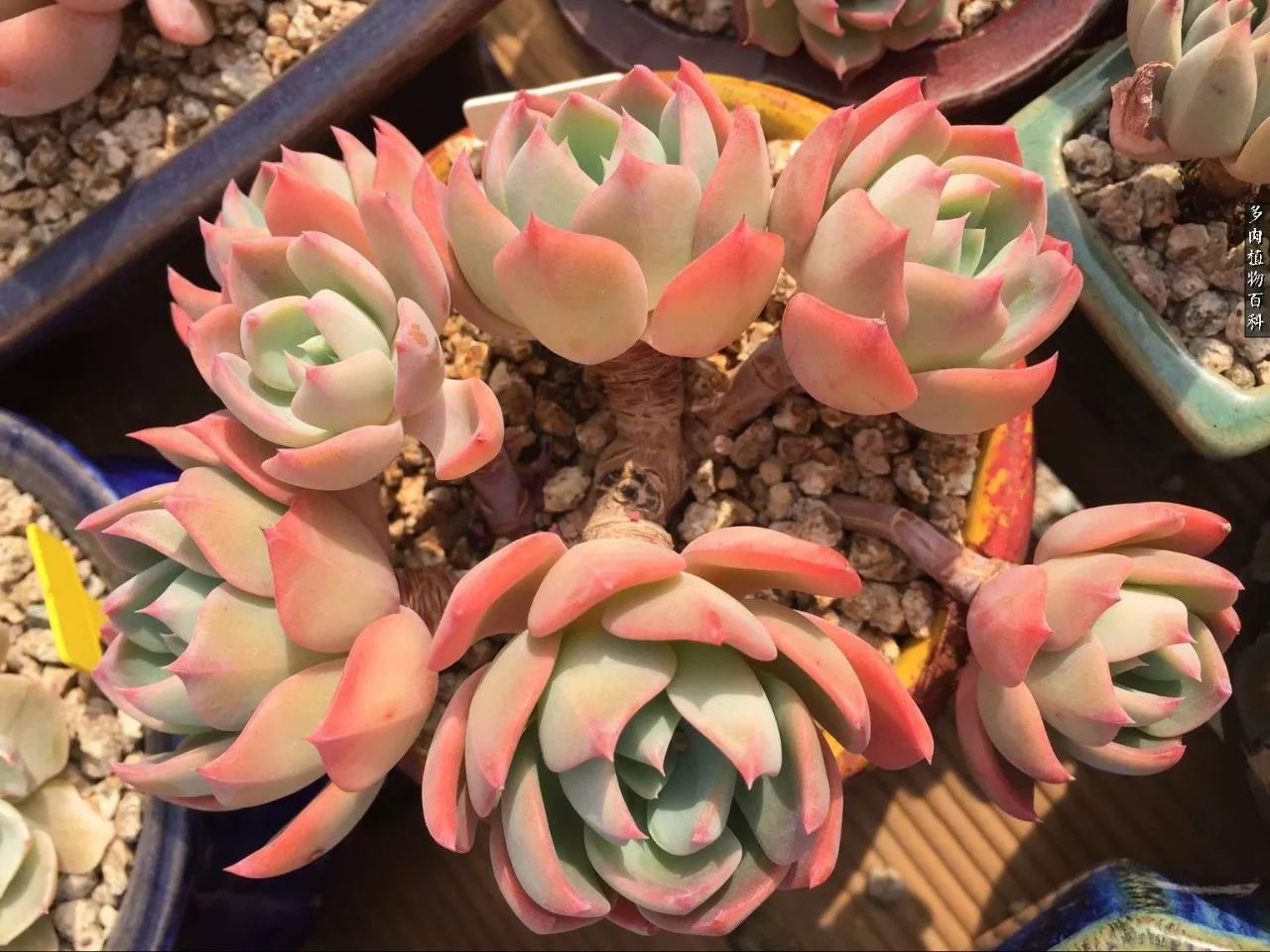 多肉如何养才不损耗杆子的养分,夏季带盆土的多肉要修根吗