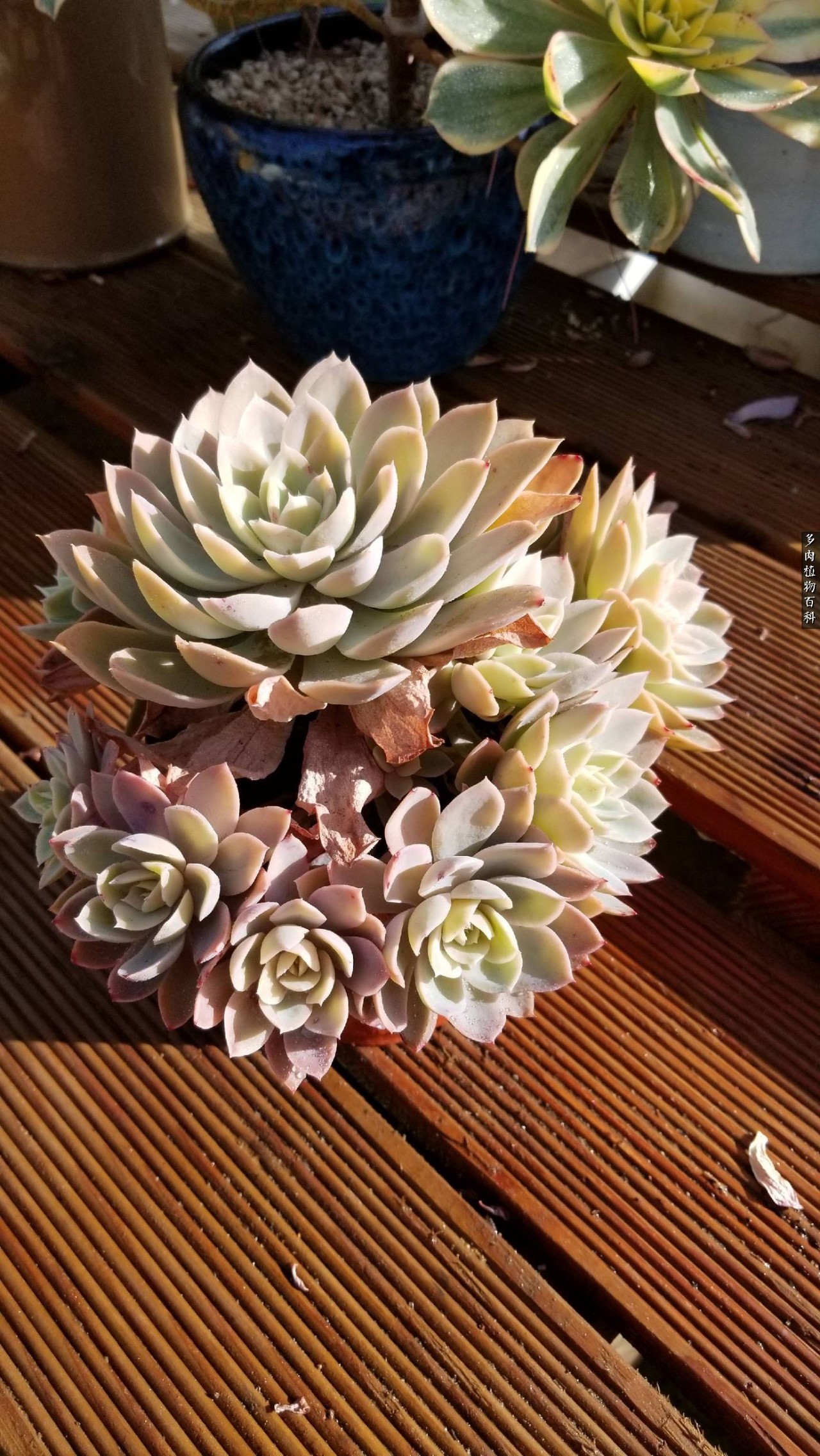 多肉如何养才不损耗杆子的养分,夏季带盆土的多肉要修根吗