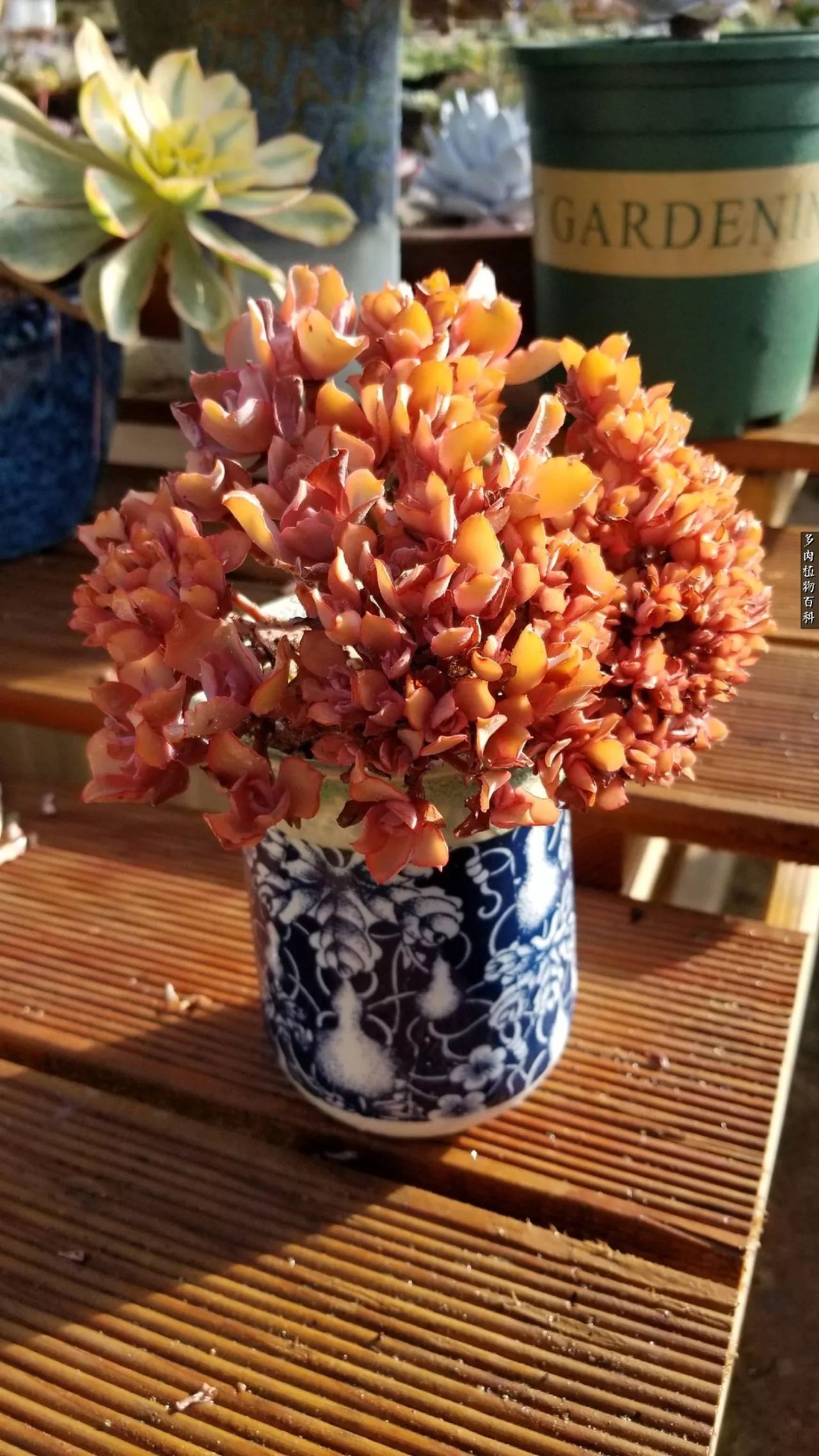 多肉如何养才不损耗杆子的养分,夏季带盆土的多肉要修根吗