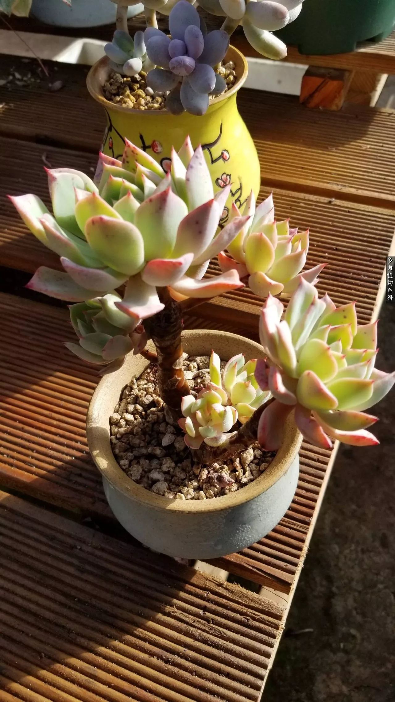 多肉如何养才不损耗杆子的养分,夏季带盆土的多肉要修根吗