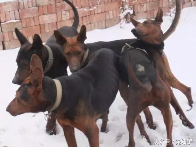 狼犬界少有匹敌的存在，中国莱州红，不得不说的事！