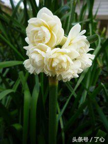 关于水仙花的知识简短,关于水仙花的知识有哪些