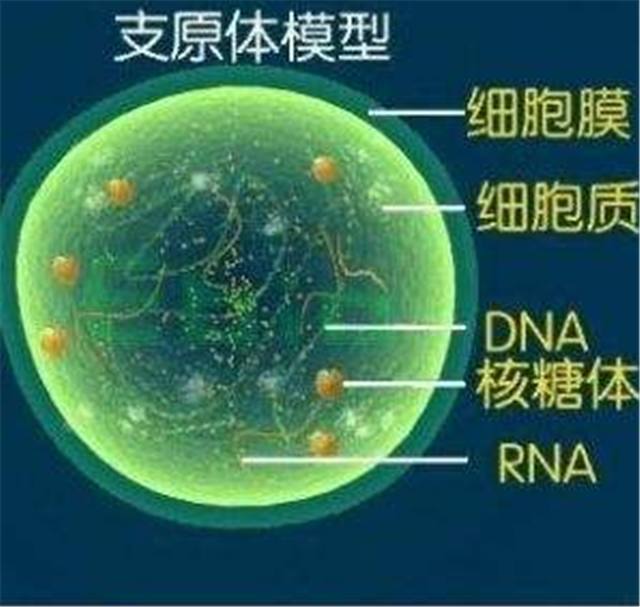 咳嗽肺炎如何治愈,肺炎咳嗽的治疗原则