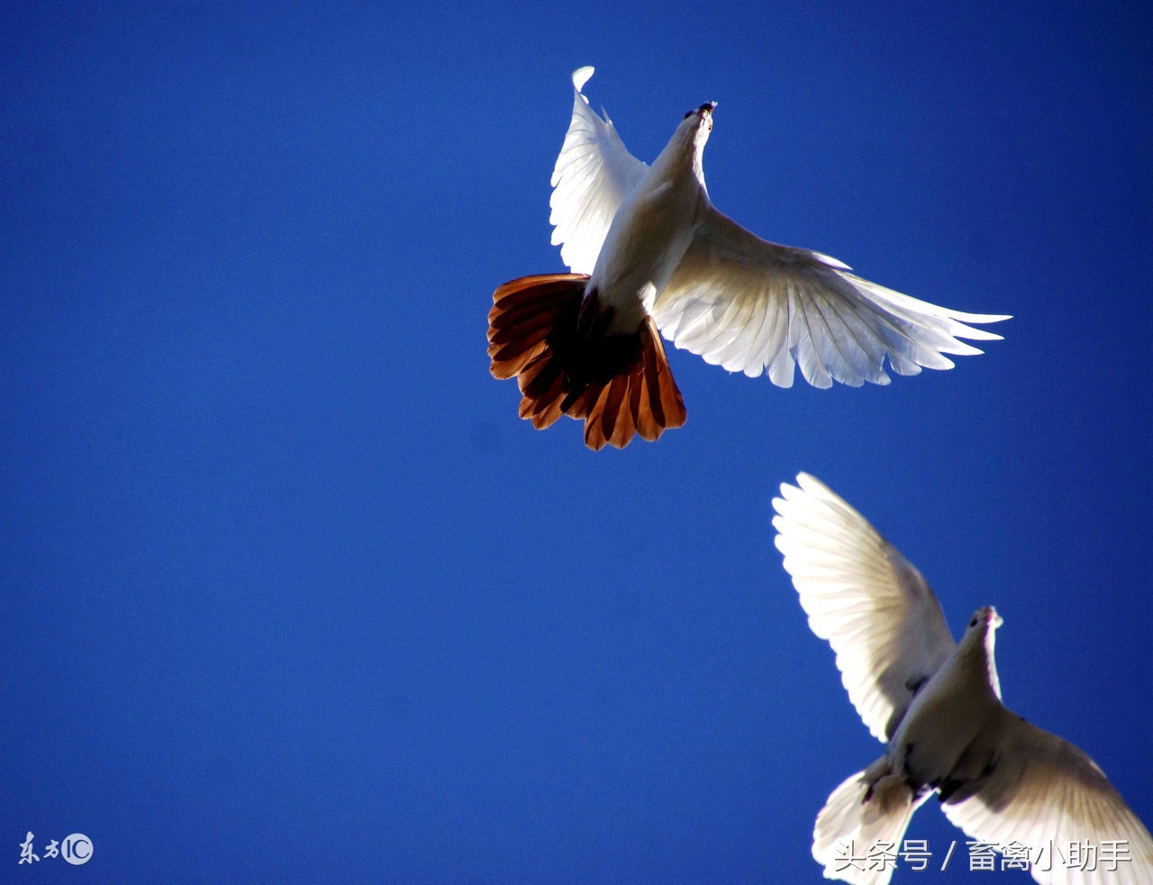 鸽子飞不出好成绩是什么原因,为什么鸽子飞出好成绩