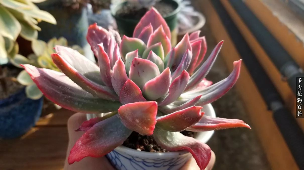 多肉如何养才不损耗杆子的养分,夏季带盆土的多肉要修根吗