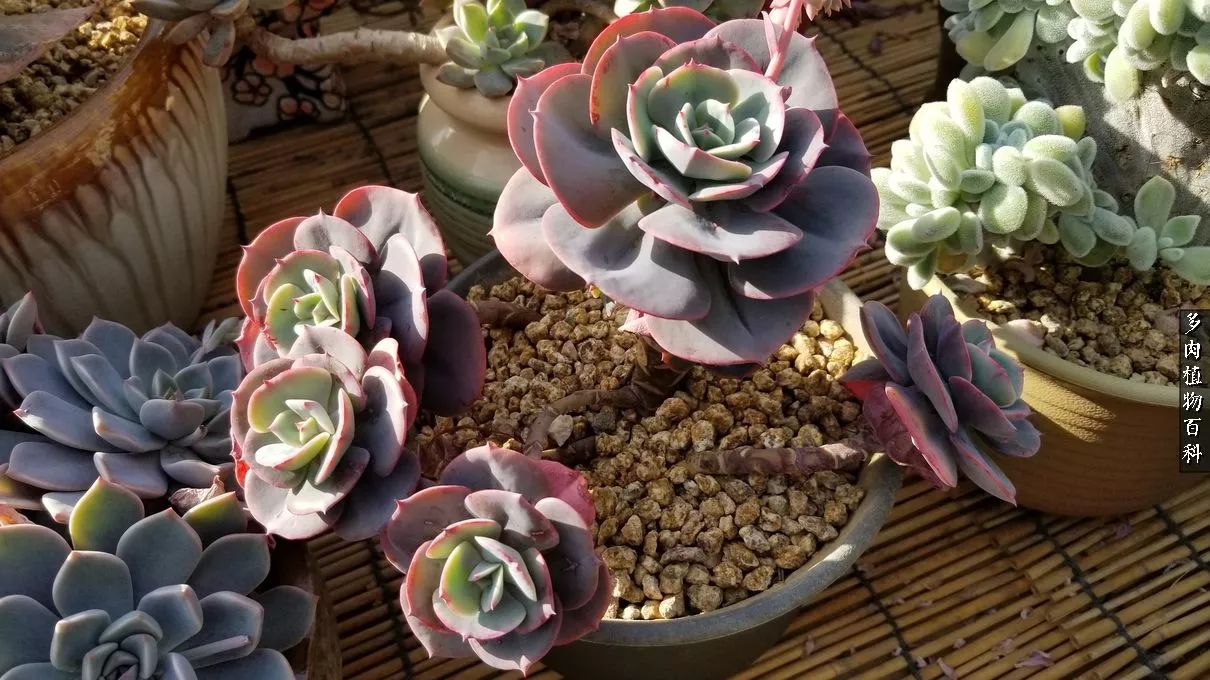 多肉如何养才不损耗杆子的养分,夏季带盆土的多肉要修根吗