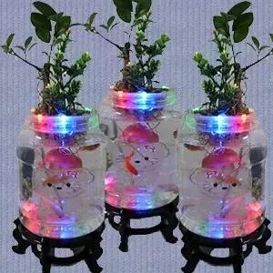 怎么养好小鱼儿 (怎样养好小鱼儿)