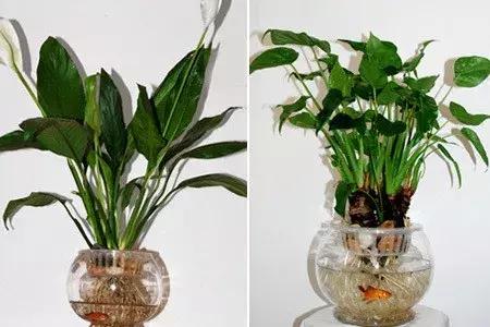 怎么养好小鱼儿 (怎样养好小鱼儿)