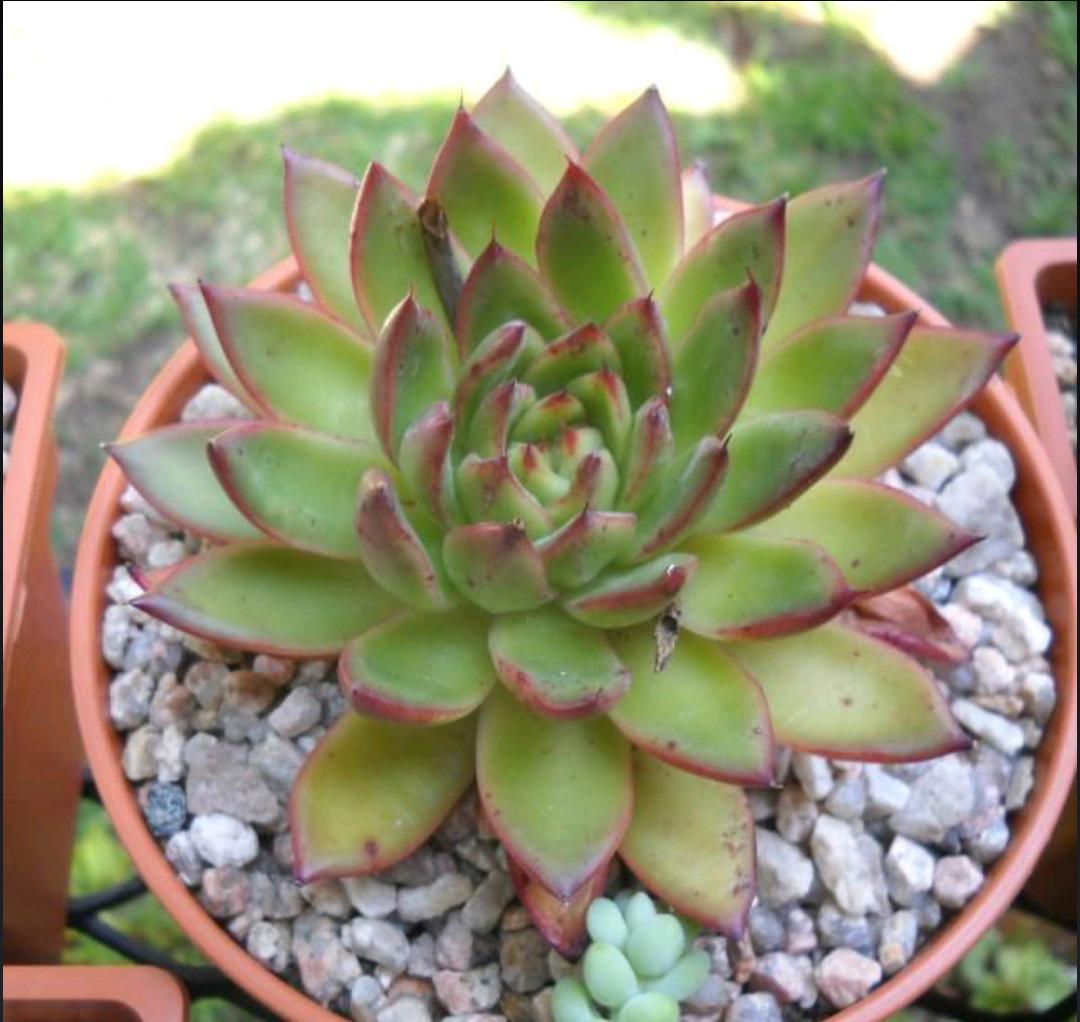 玉露冰灯养护,大冰灯玉露和小冰灯