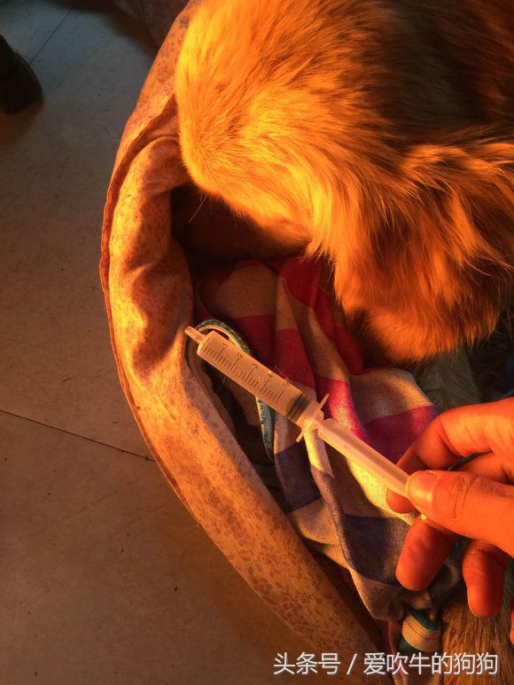 六个月金毛细小救得活吗,金毛细小好了一直不吃东西