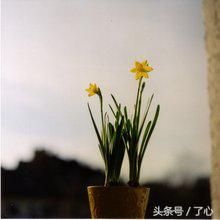 关于水仙花的知识简短,关于水仙花的知识有哪些