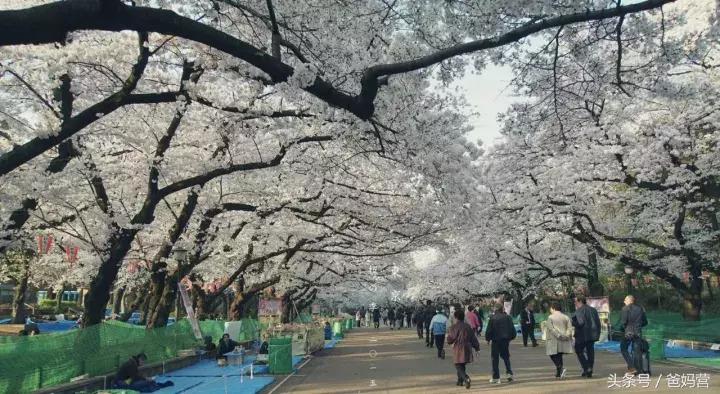 寒假日本亲子游攻略,日本亲子游最佳路线攻略