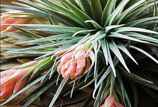 如何处理凤梨,怎么防止凤梨底部发霉