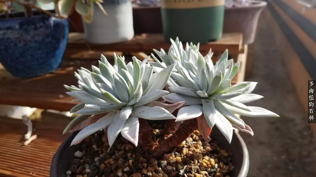 多肉如何养才不损耗杆子的养分,夏季带盆土的多肉要修根吗