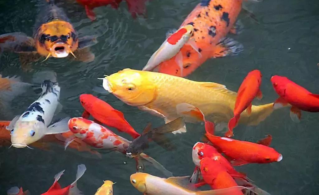 怎么养好小鱼儿 (怎样养好小鱼儿)