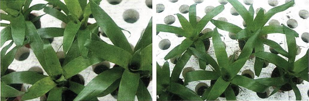 如何处理凤梨,怎么防止凤梨底部发霉