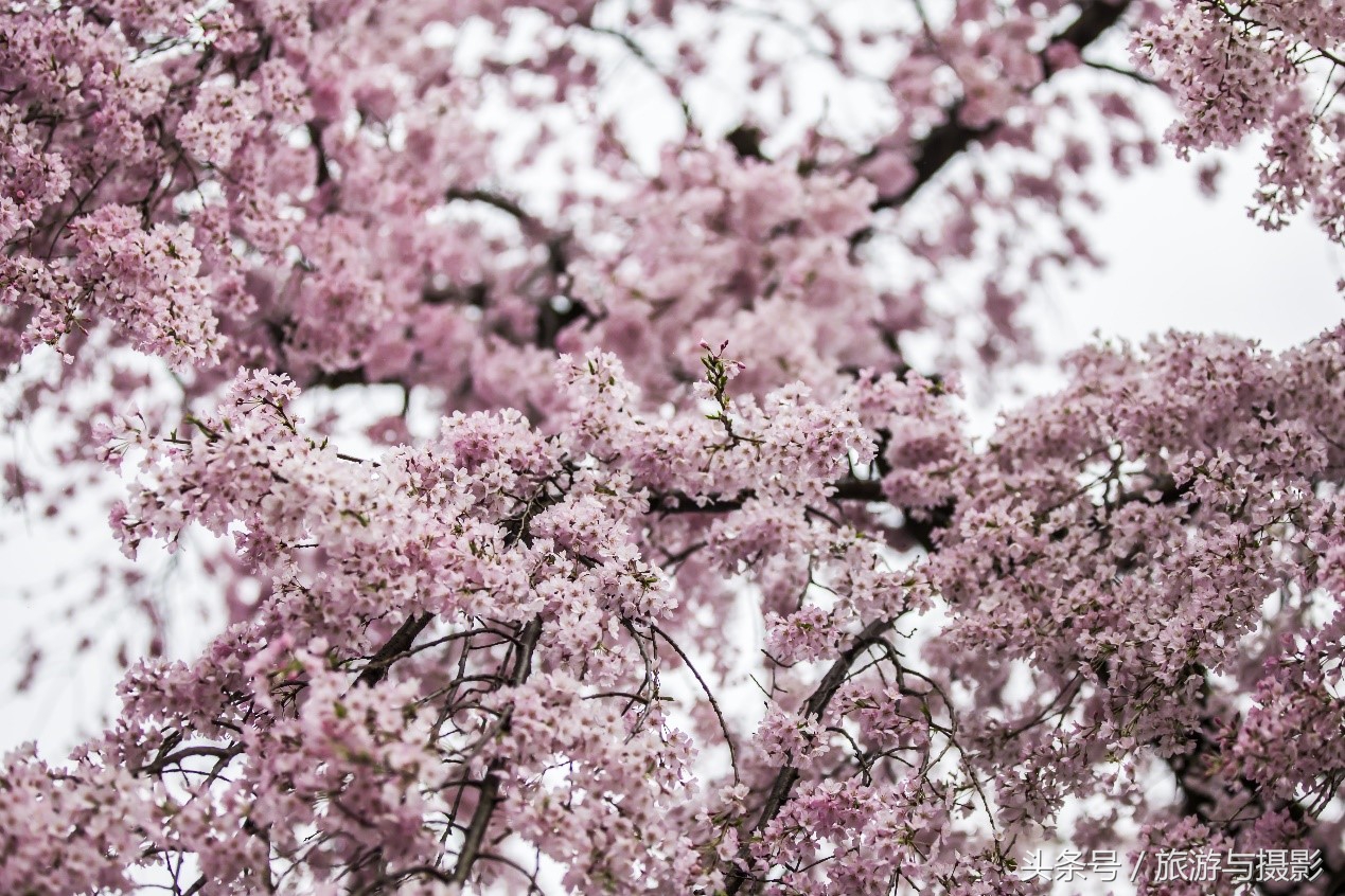 游览大阪城,走马观城完整版