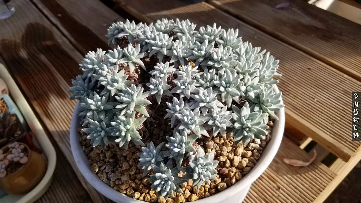 多肉如何养才不损耗杆子的养分,夏季带盆土的多肉要修根吗