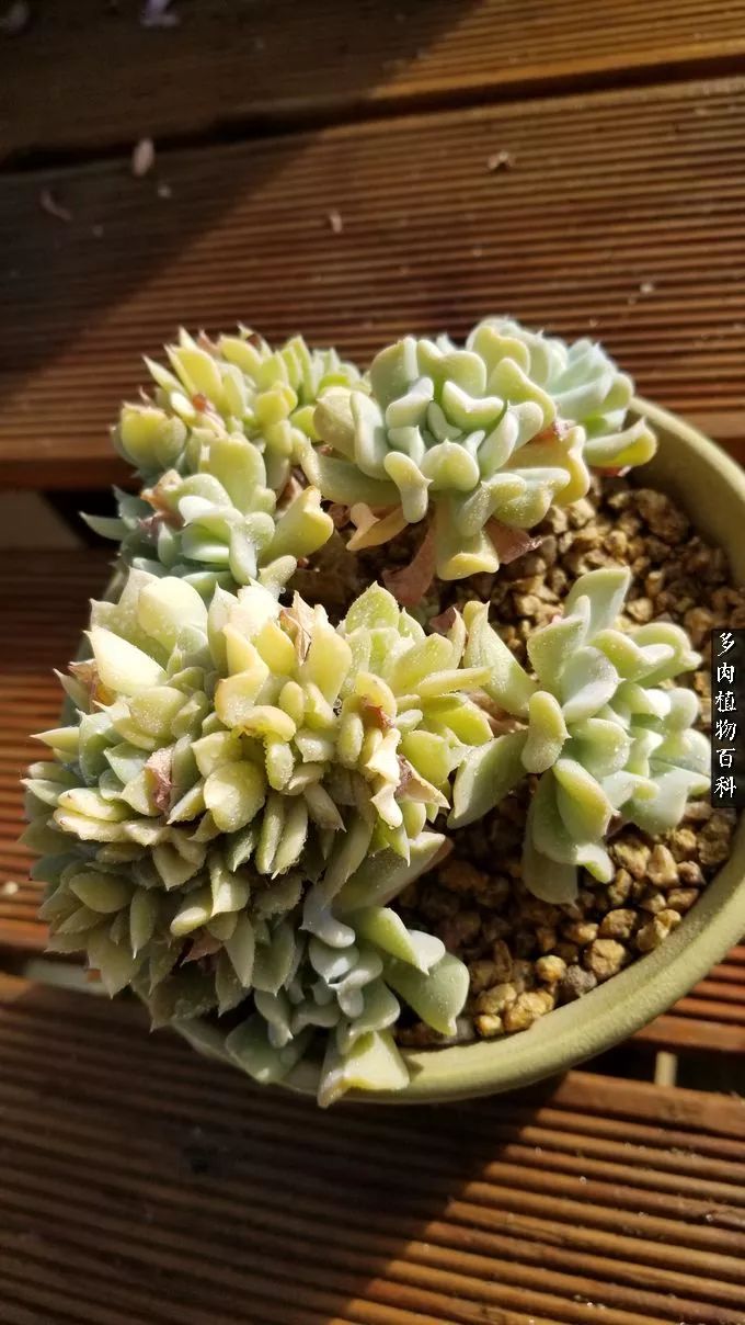 多肉如何养才不损耗杆子的养分,夏季带盆土的多肉要修根吗