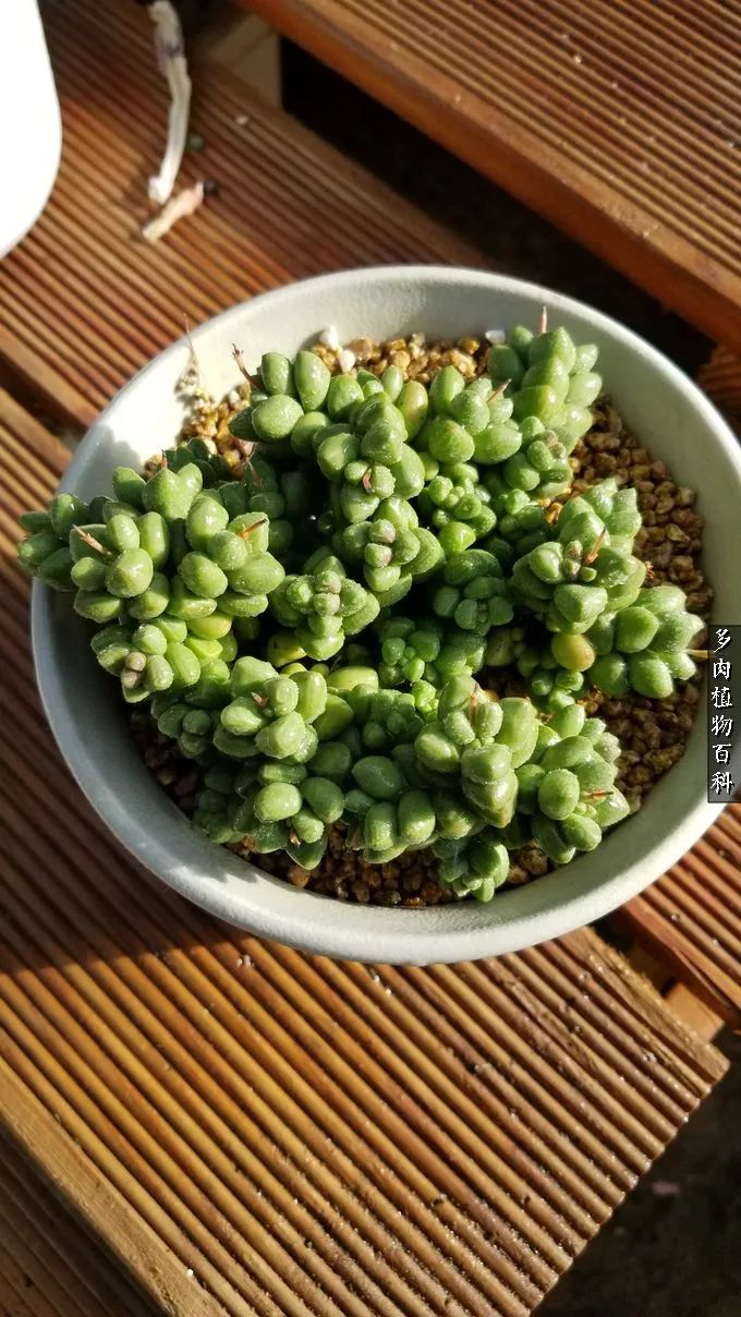 多肉如何养才不损耗杆子的养分,夏季带盆土的多肉要修根吗