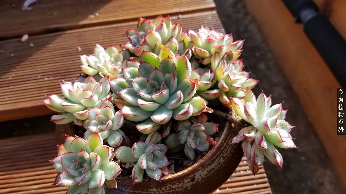 多肉如何养才不损耗杆子的养分,夏季带盆土的多肉要修根吗