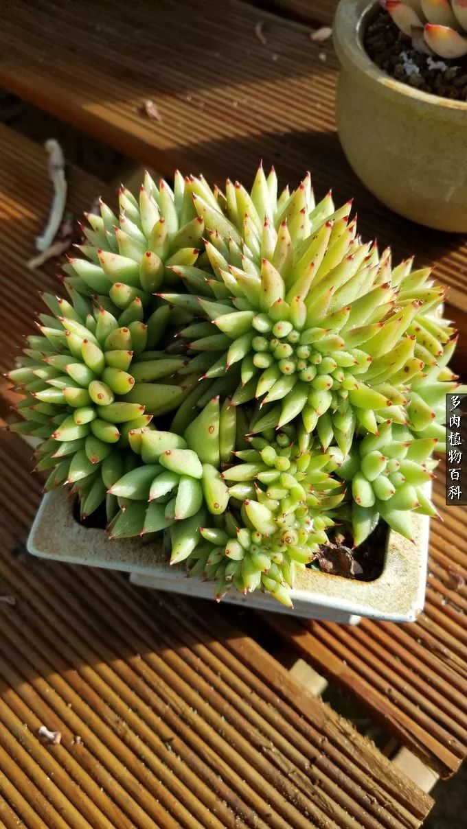 多肉如何养才不损耗杆子的养分,夏季带盆土的多肉要修根吗