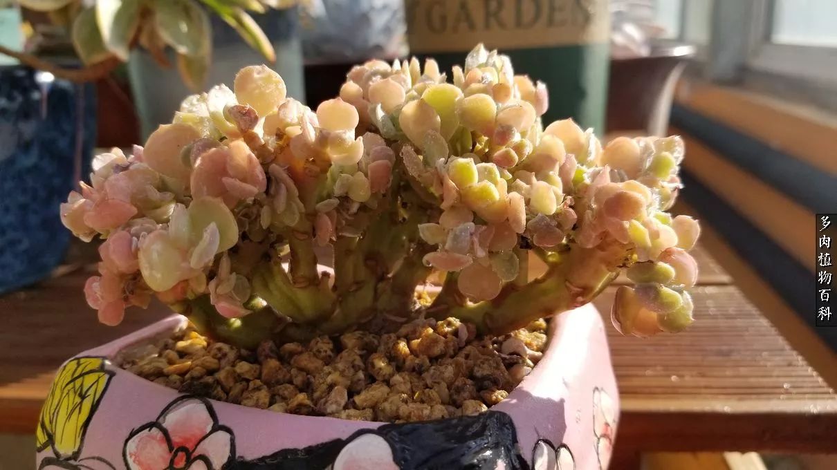 多肉如何养才不损耗杆子的养分,夏季带盆土的多肉要修根吗