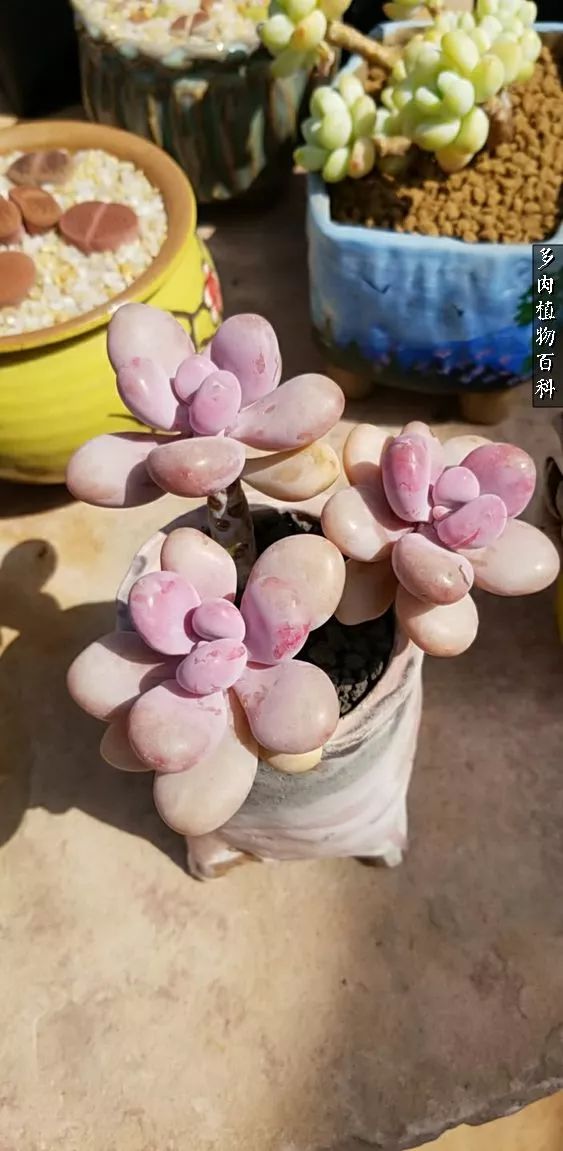 多肉如何养才不损耗杆子的养分,夏季带盆土的多肉要修根吗