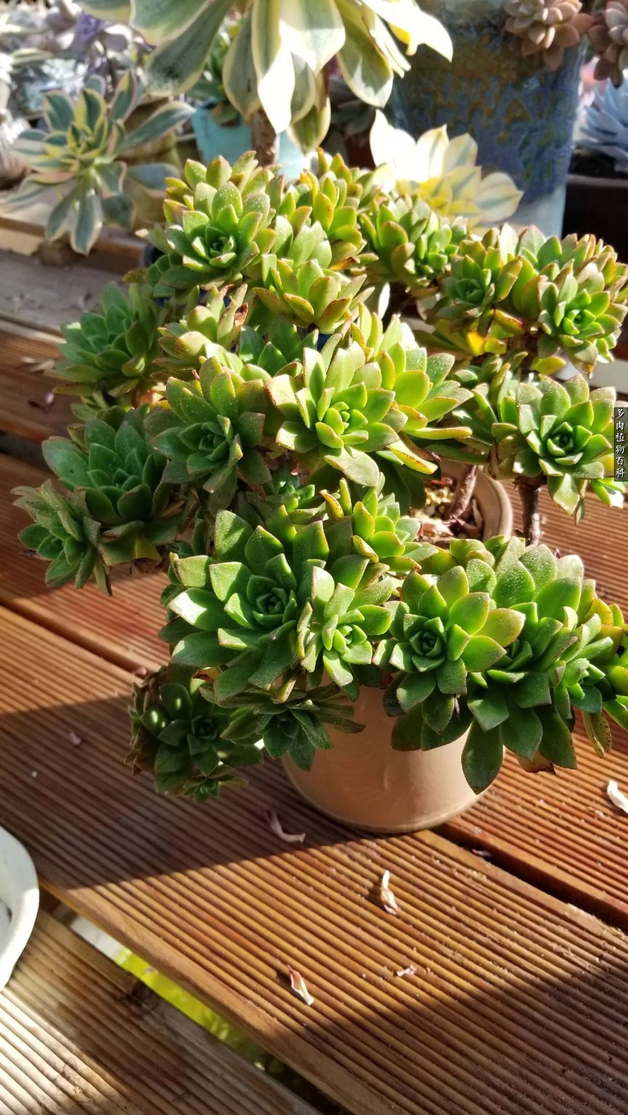 多肉如何养才不损耗杆子的养分,夏季带盆土的多肉要修根吗