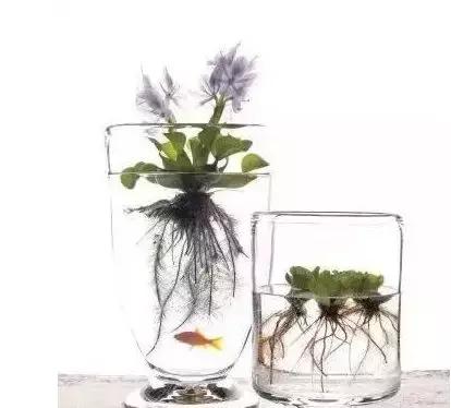 怎么养好小鱼儿 (怎样养好小鱼儿)