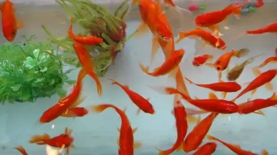 怎么养好小鱼儿 (怎样养好小鱼儿)