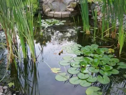 怎么养好小鱼儿 (怎样养好小鱼儿)