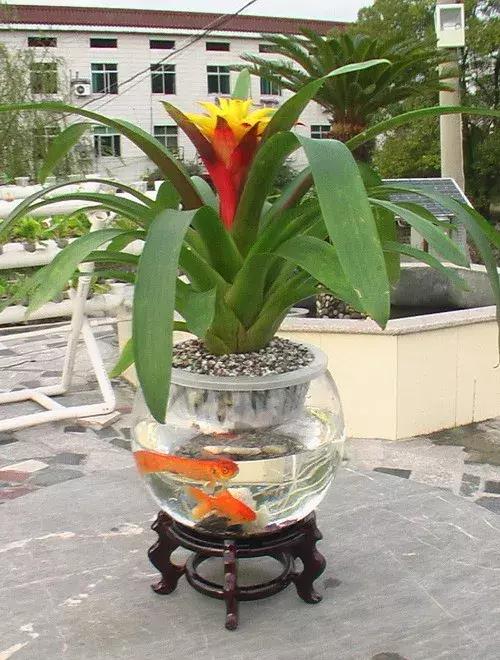 怎么养好小鱼儿 (怎样养好小鱼儿)