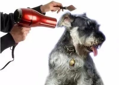 狗狗不爱洗澡怎么办,泰迪狗狗不爱洗澡怎么办