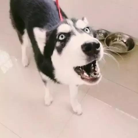 狂言君：看火箭必备的速效救心丸都从休斯顿进口？