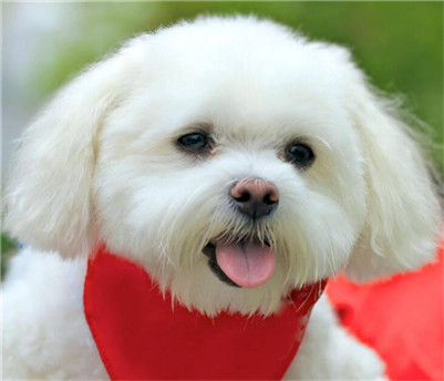 卷毛比雄犬分布区域,卷毛与宠物相处