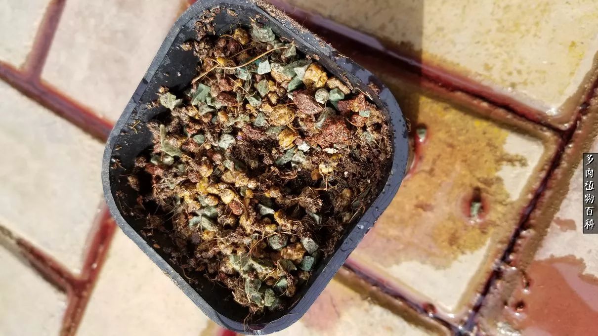 多肉如何养才不损耗杆子的养分,夏季带盆土的多肉要修根吗